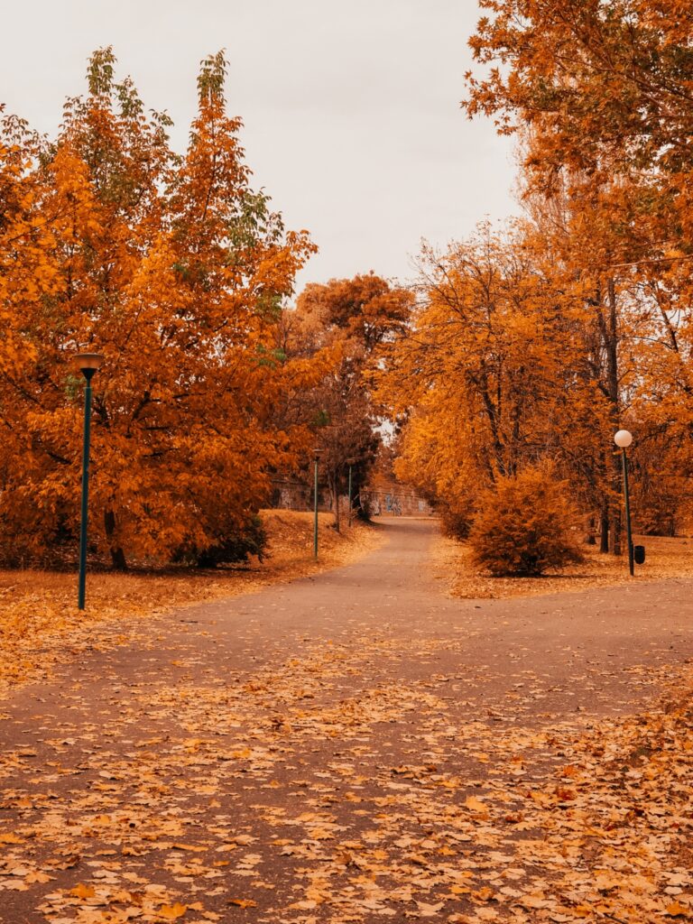 A walking path featuring trees in Autumn with orange and gold leaves that have started falling to the ground.